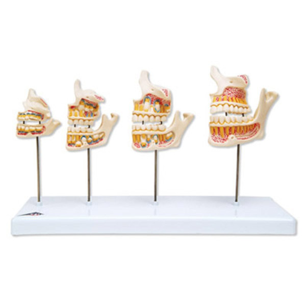 Dezvoltarea Dentitiei D 20