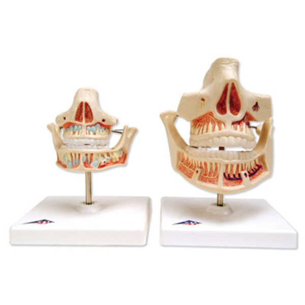 Dentitia Adultului 